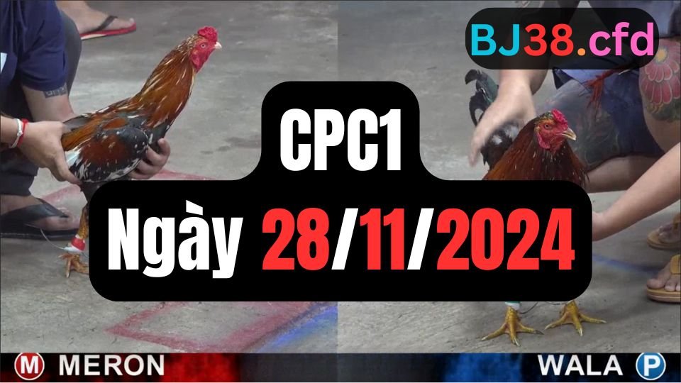 Xem đá gà thomo sảnh gà CPC1 ngày 28-11-2024
