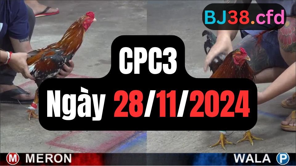 Xem đá gà thomo sảnh gà CPC3 ngày 28-11-2024