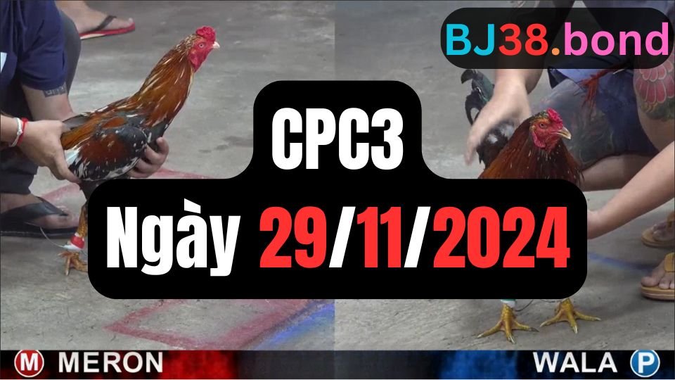 Xem đá gà thomo sảnh gà CPC3 ngày 29-11-2024