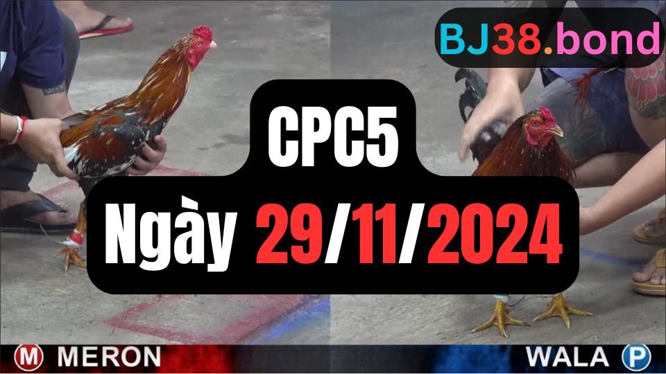 Xem đá gà thomo sảnh gà CPC5 ngày 29-11-2024